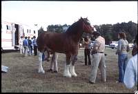 1980 Budweiser horses F'ville 07.jpg